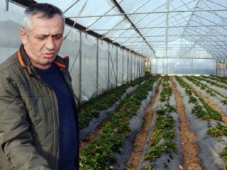Fındığı kesip çilek üretimine başladı