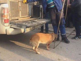 Bahçede havlayan köpeği bıçakladı!