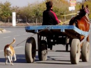 At arabasıyla köpeğe eziyet