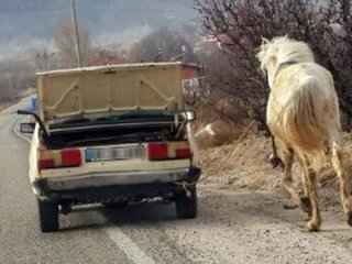 Vicdansız sürücü kilometrelerce ata işkence etti!