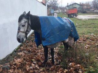 Gözü gibi baktığı atına her gün bunu yapıyor