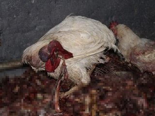 3 ton kesilmiş kaçak tavuk ele geçirildi