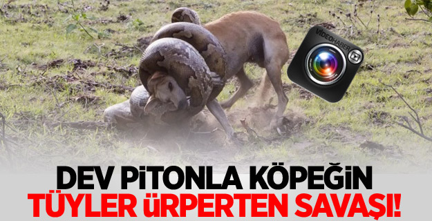 Dev pitonla köpeğin tüyler ürperten savaşı!