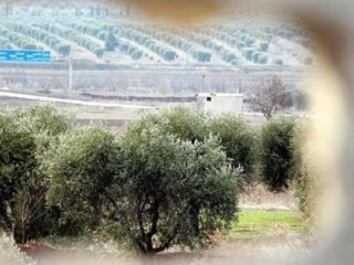 Afrin'de köşeye sıkışan PKK'lılar bunu yaptı!