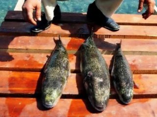 Bodrum'da panik! Bu balığı yiyen kediler öldü