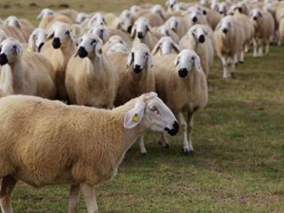 300 koyun desteği başvuru şartları neler, kimler başvurabilir, nasıl başvurulur?