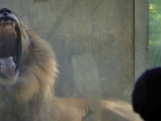 Cidde'de dehşet! Aslan çocukların arasına daldı