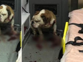 İzmir'de bulldog dehşeti! Ambulansa daldı