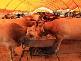 Kurbanlık fiyatları ile ilgili önemli açıklama!