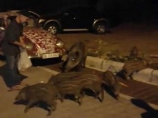 Yok artık! Domuzlar şehre indi