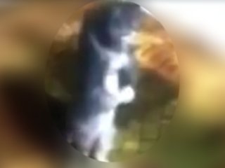 Çok izlenen namaz kılan kedi videosu gerçek mi?