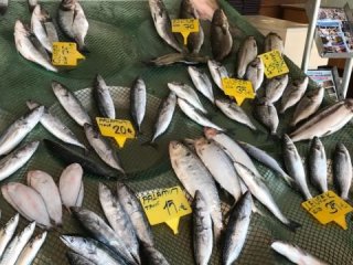 Balık fiyatları belli oldu
