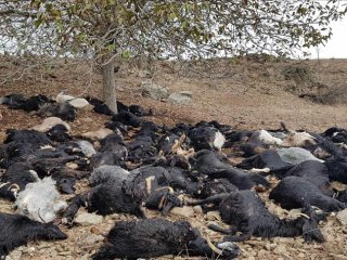 Adana'da yıldırım isabet eden 81 keçi telef oldu