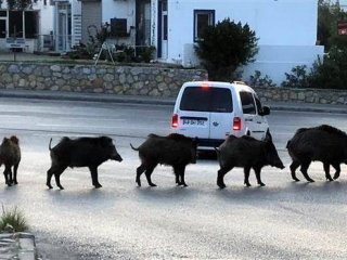 Tatil cennetinde şaşırtan görüntü