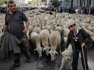 Madrid'de koyunlar şehir merkezine indi