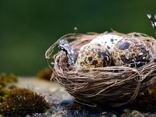 Kuş yumurtalarının renklerinde dinozor etkisi