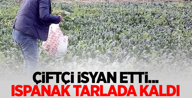 Çiftçi isyan etti... Ispanak tarlada kaldı