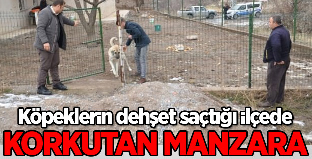 Öğrencinin öldüğü ilçede bir evden 20 köpek çıktı!