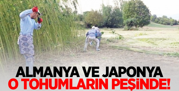 Almanya ve Japonya o tohumların peşinde!