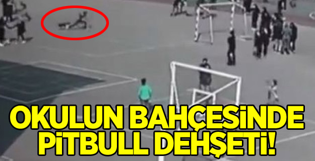 Okulun bahçesinde pitbull dehşeti!