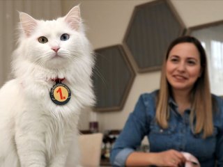 En güzel Van kedisi 'Spak'a özel bakım