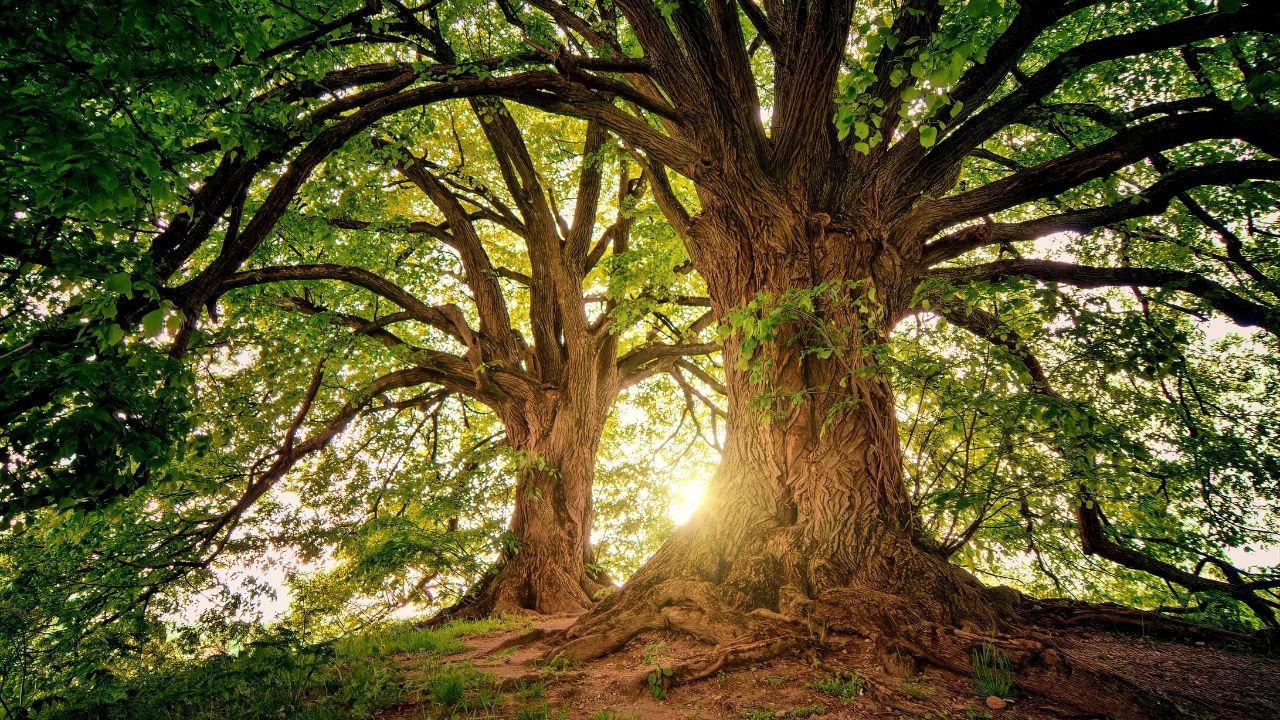 Rüyada ağaç görmek ne anlama gelir? Rüyada ağaç görmek neye işaret eder?