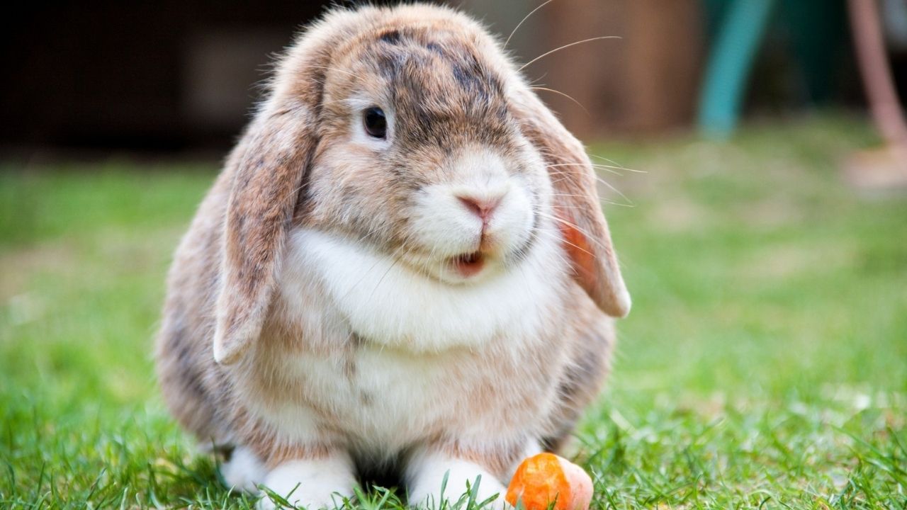 Kahve falında tavşan görmek ne anlama gelir? Falda tavşan neye işaret eder?