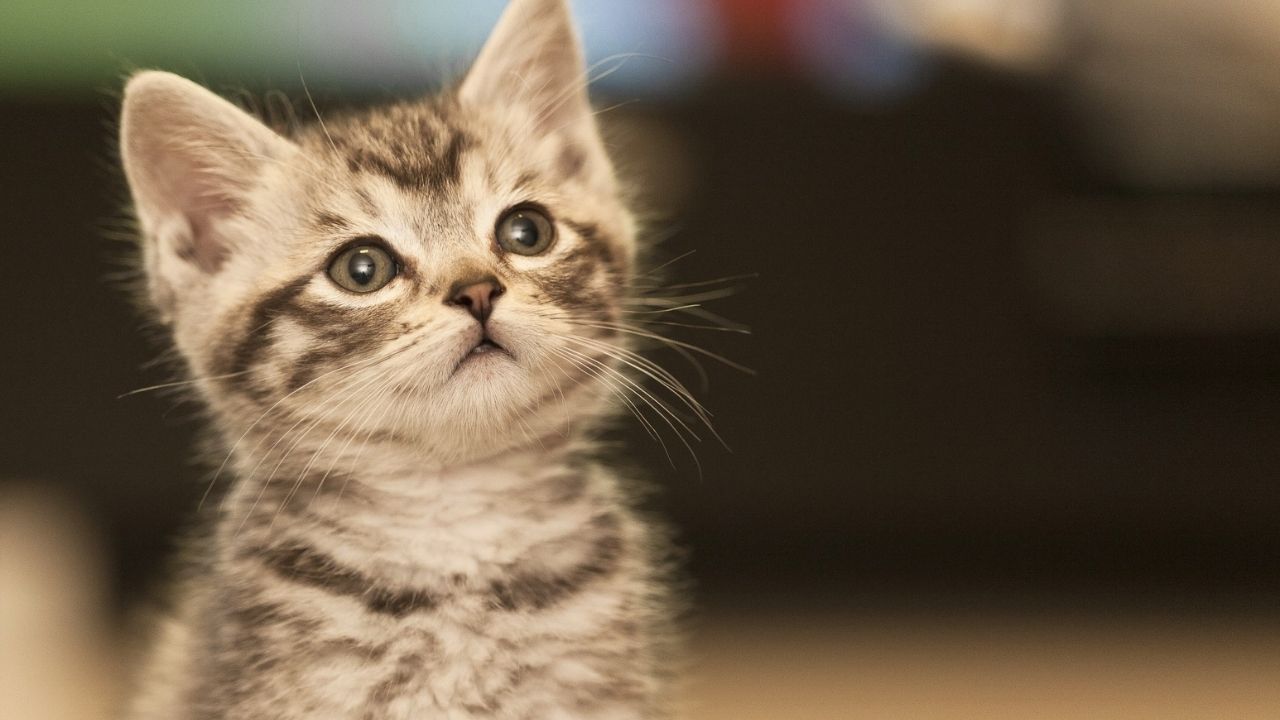 Falda kedi görmek ne anlama gelir? Kahve falında kedi görmek neye işaret eder?