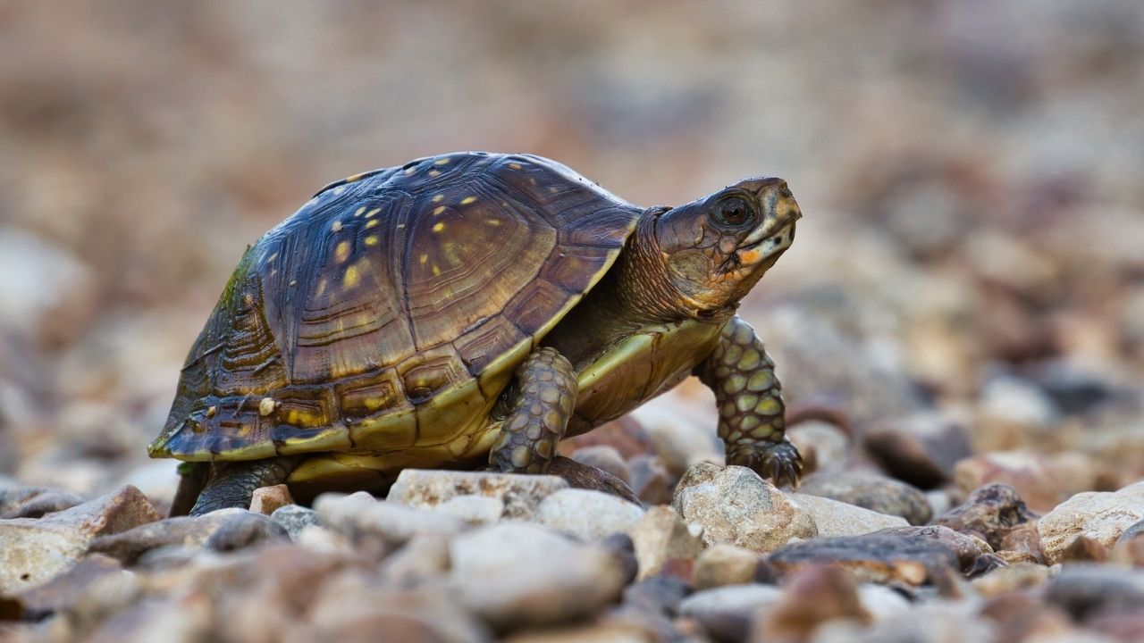 Kahve falında kaplumbağa görmek ne anlama gelir? Falda kaplumbağa neye işaret eder?