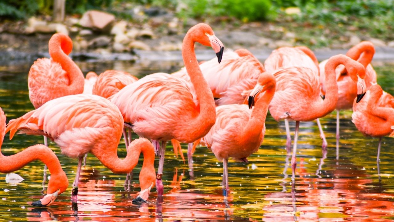 Kahve falında flamingo ne anlama gelir? Falda flamingo neye işaret eder?