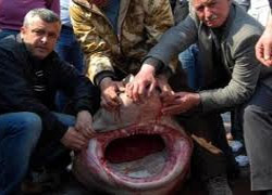 Marmara'da 1 tonluk dev 