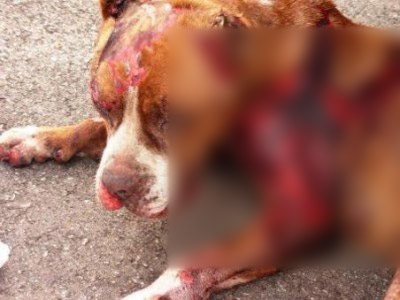 Bu Pitbull'un kulağını kim kesti?
