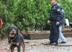 Başkent'te katil köpek dehşeti!