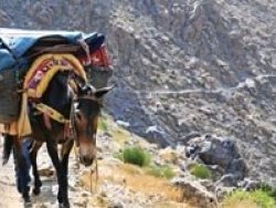 PKK katır başına 100 dolar alıyor