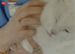 19. Kattan 4 Ayağının Üstüne Düştü  