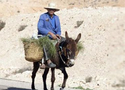 Polisi çıldırtan eşek fıkrası