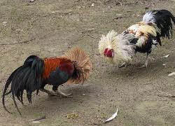 Rize'de horoz dövüşü yaptıran 25 kişiye ceza yağdı