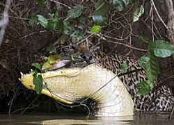 Jaguar, timsahı parçaladı