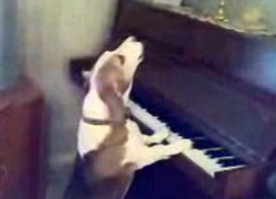 Köpek piyano çalarsa