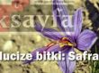 Safran hasadı başladı: Safranın kilosu ne kadar?