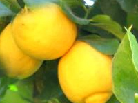BU KADAR BUYUK LIMON OLUR MU?