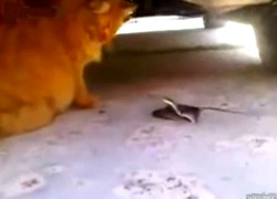 KEDİNİN YILANLA OYUNU