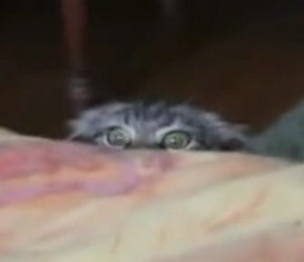 BU KEDİ NE YAPIYOR?