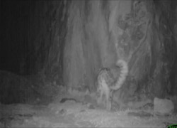 İŞTE NADİR GÖRÜLEN KAR LEOPARI