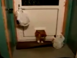 TOMBUL KEDİ KAPIDAN GEÇEMİYOR