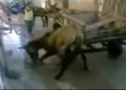 KIZGIN AT KÖPEĞİ PARÇALADI