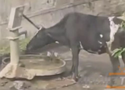İŞTE DÜNYANIN EN AKILLI İNEĞİ