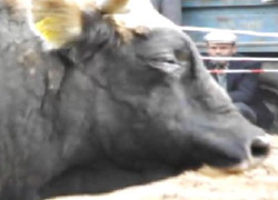 AĞLAYAN BOĞA GÖRENLERİ ŞAŞIRTTI