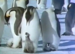 PENGUENLERDEN BÜYÜK FEDAKARLIK