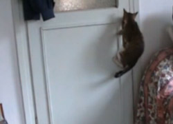 BU KEDİNİN AÇAMAYACAĞI KAPI YOK